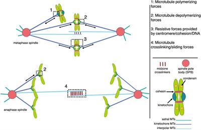 The importance of microtubule-dependent tension in accurate chromosome segregation